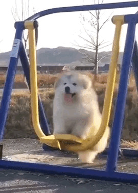 傻狗狗 