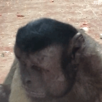 印尼小胖