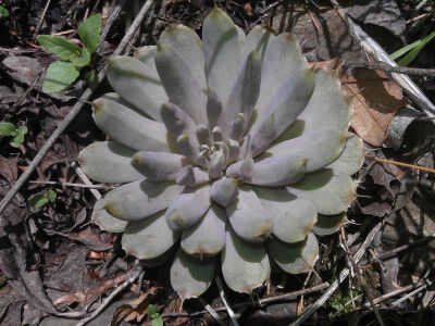 景天科植物狼爪瓦松