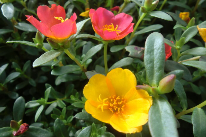 马齿苋花