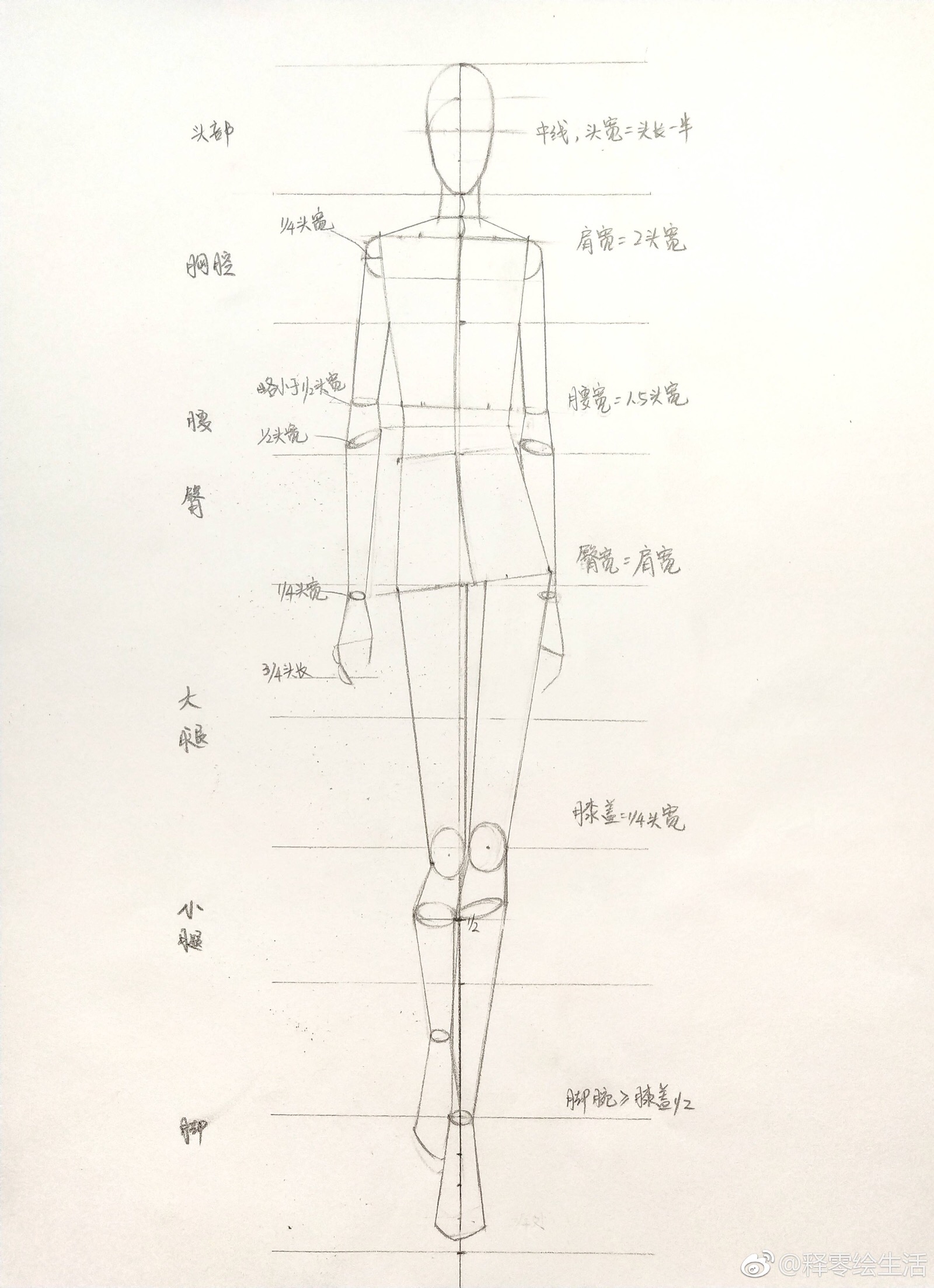 速写人体比例基本知识图片