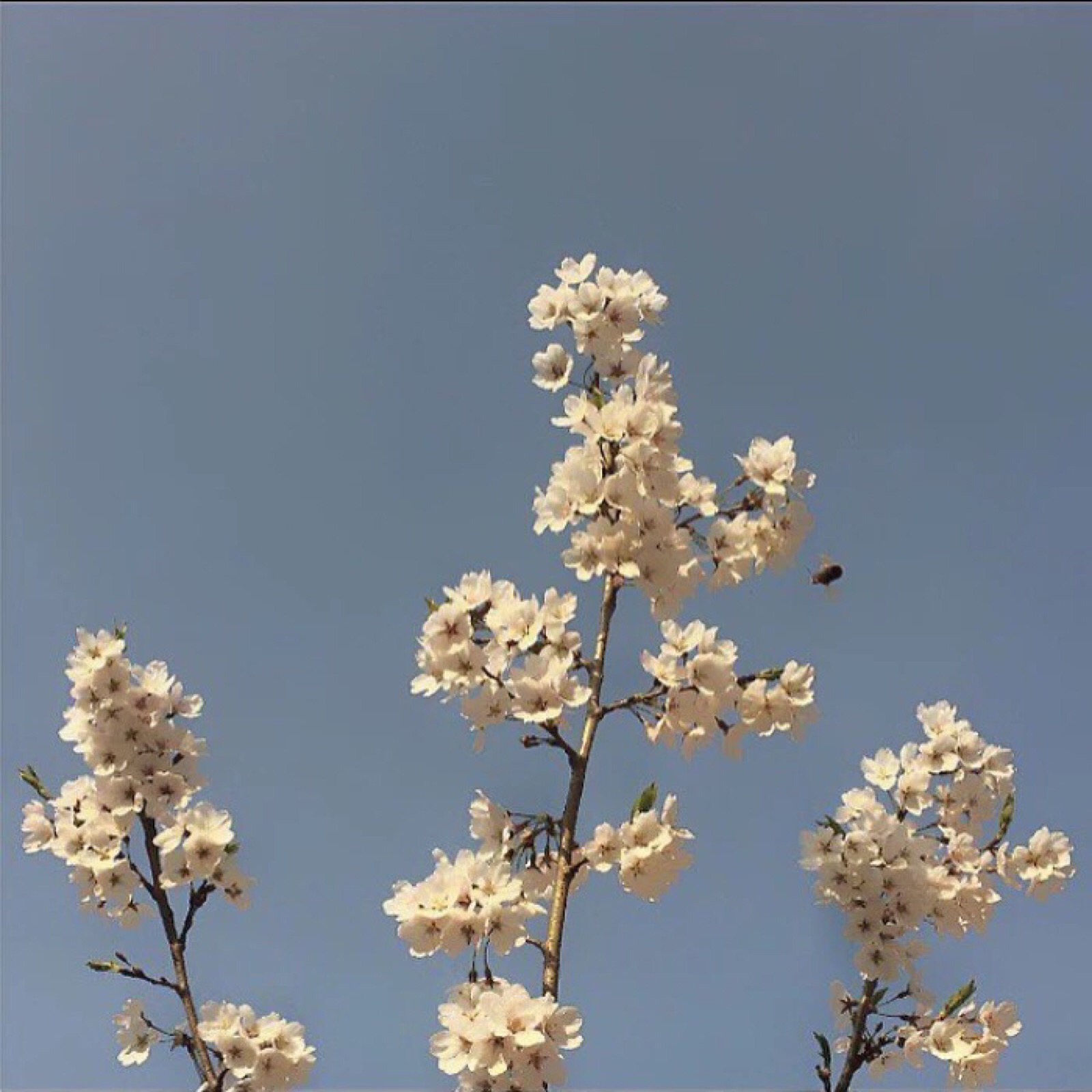 ins拼图素材 自用