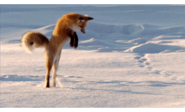 狐狸钻雪地表情包图片