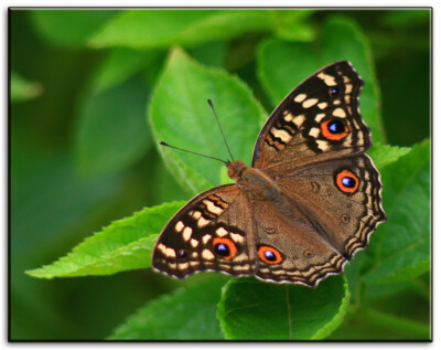 蛇眼蛱蝶又名鳞纹眼蛱蝶,眼纹拟蛱蝶 junonia lemonias 