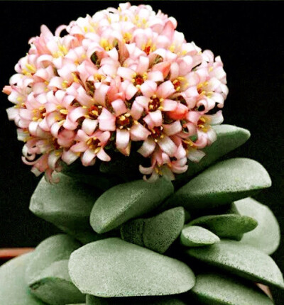 多肉植物开花的 美丽瞬间