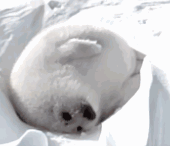白色海豹 表情包图片
