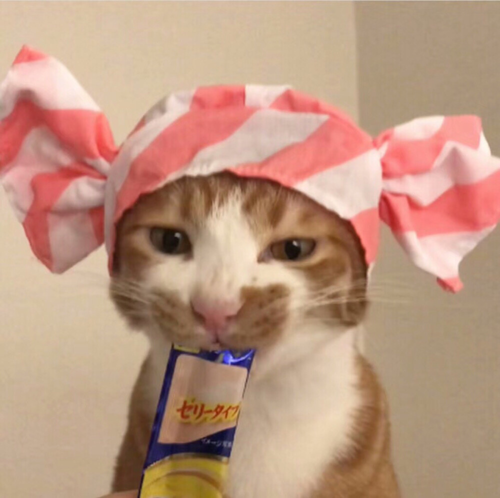 猫咪头像