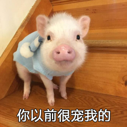 都是猪猪的表情包 点赞吸猪