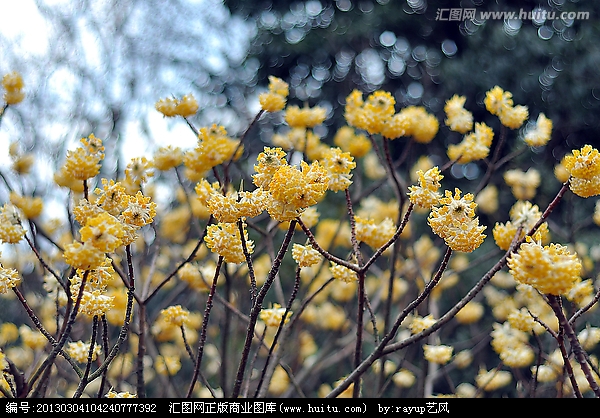 结香树,又叫打结花,三叉木,瑞香科,结香属植物,落叶灌木,高二米左右