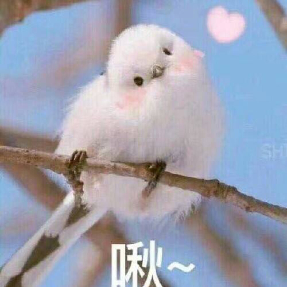 可爱表情包