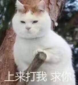 比心猫猫表情包