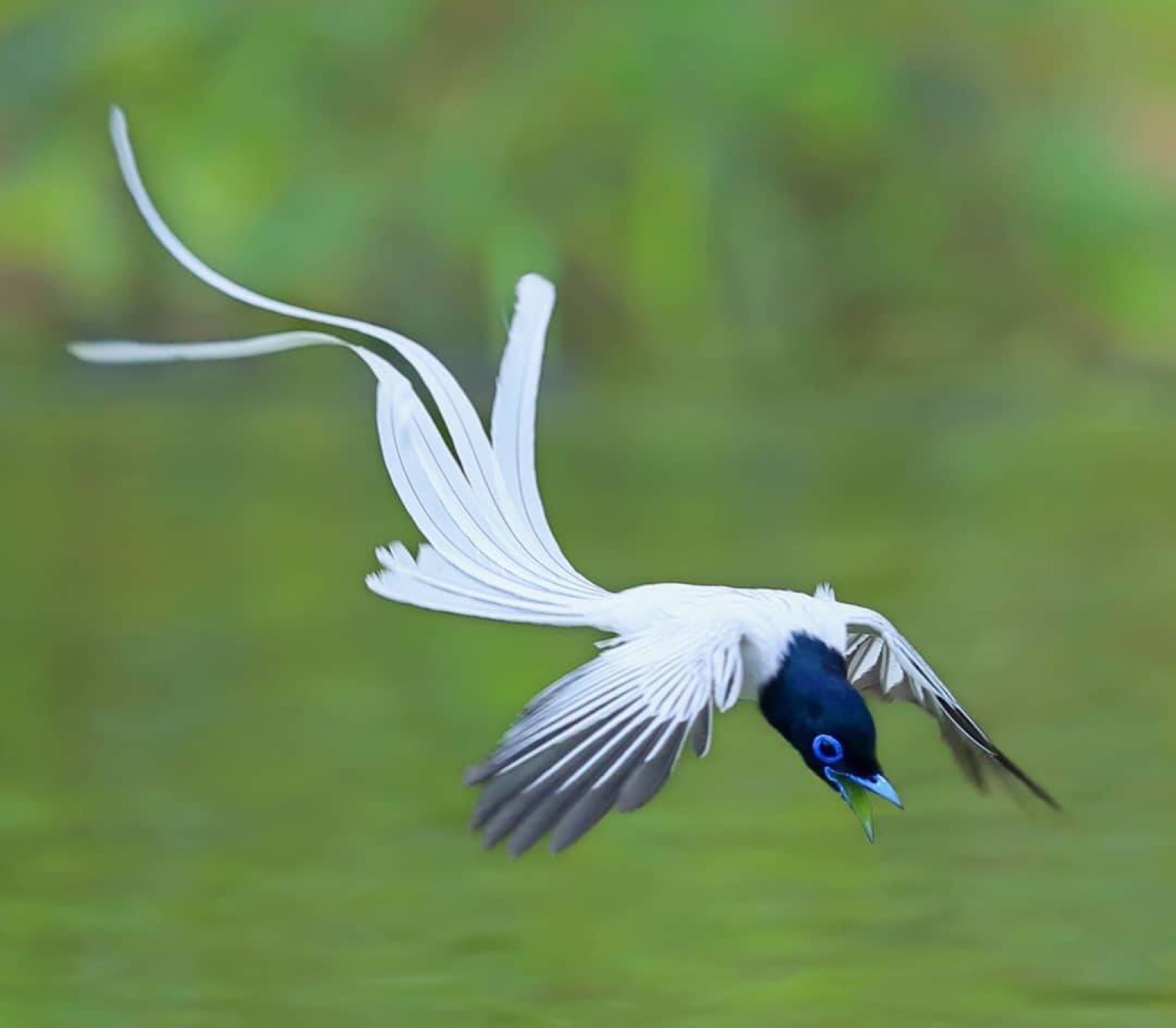 "白绶带鸟 photo:陈承光(ins:joinus12345 侵歉删