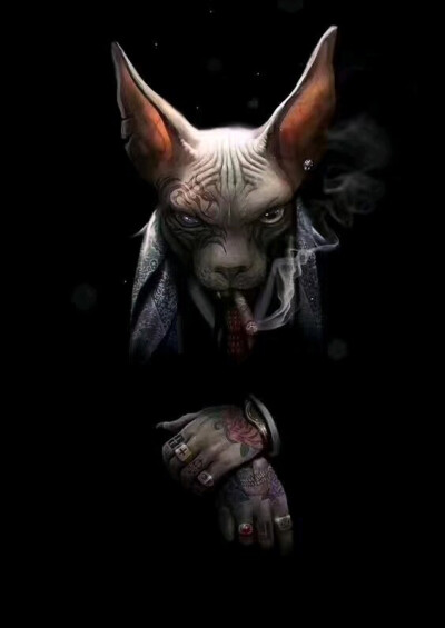 斯芬克斯猫西装 - 堆糖,美图壁纸兴趣社区