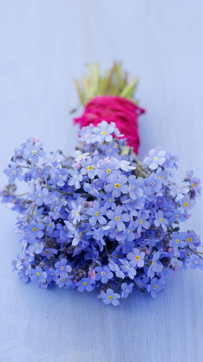 小雏菊