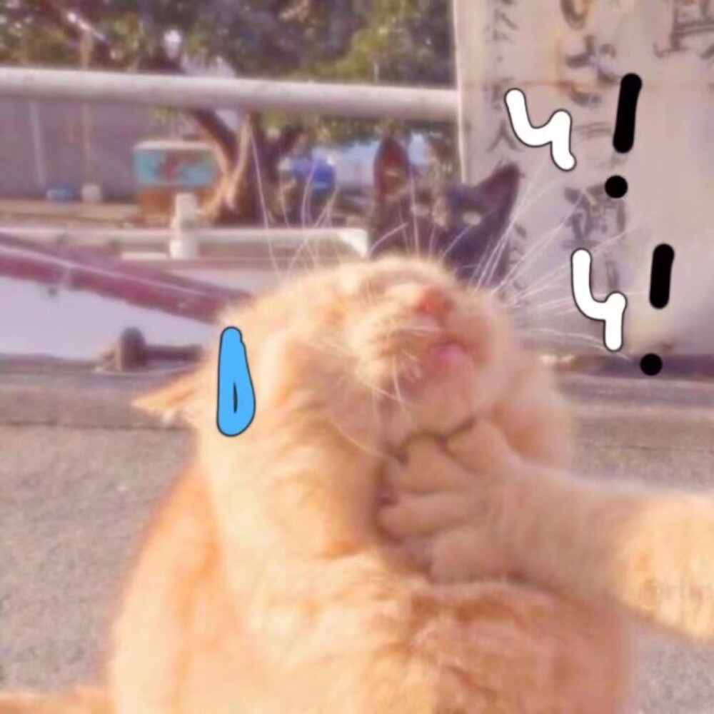 猫咪情头