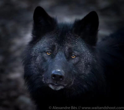 黑狼摄影作品图片