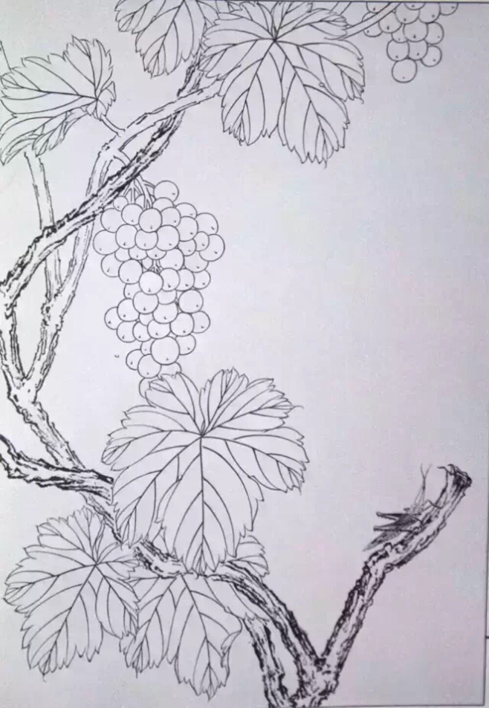 葡萄花的简笔画图片