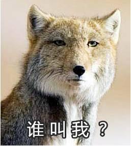 藏狐高清表情包图片