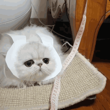 360_360gif 动态图 动图