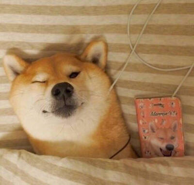 可爱柴犬网红头像