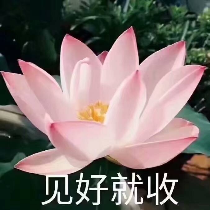 这是一组你妈会喜欢的头像 莲花 养生