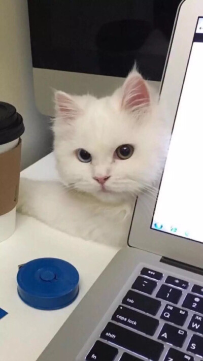 猫咪 堆糖,美图壁纸兴趣社区