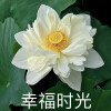 阿姨