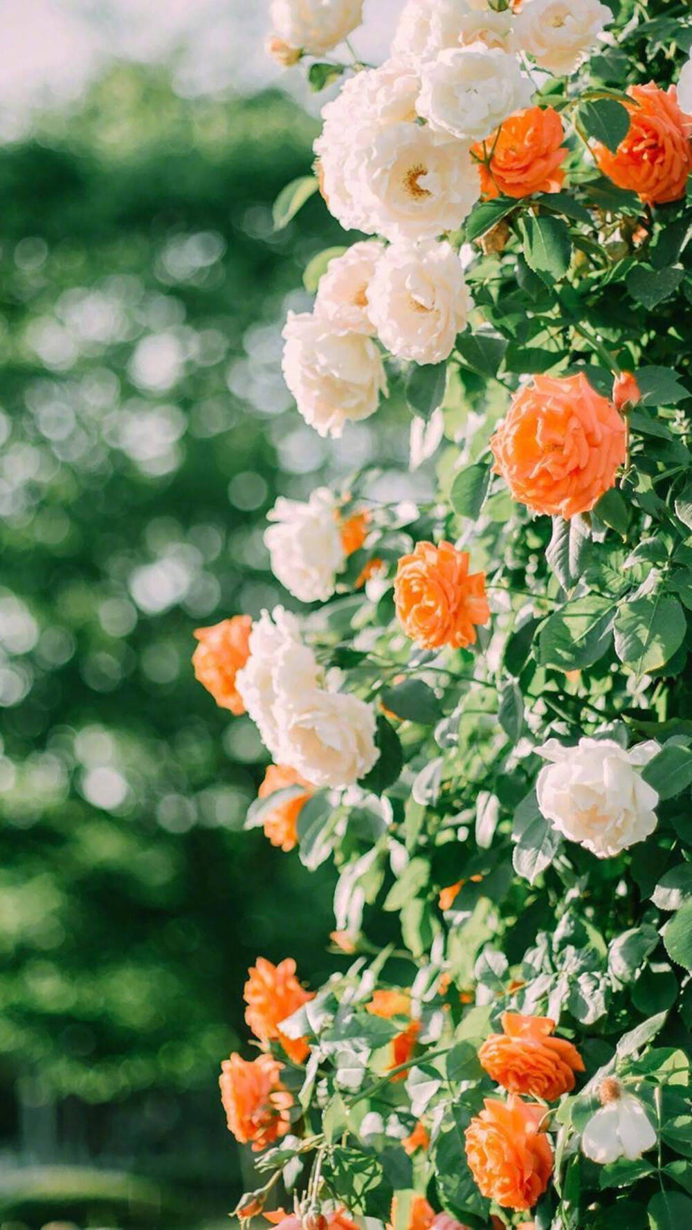 这种明艳阳光下的花朵真的好美