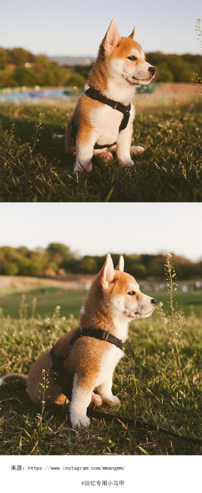 可爱柴犬网红头像