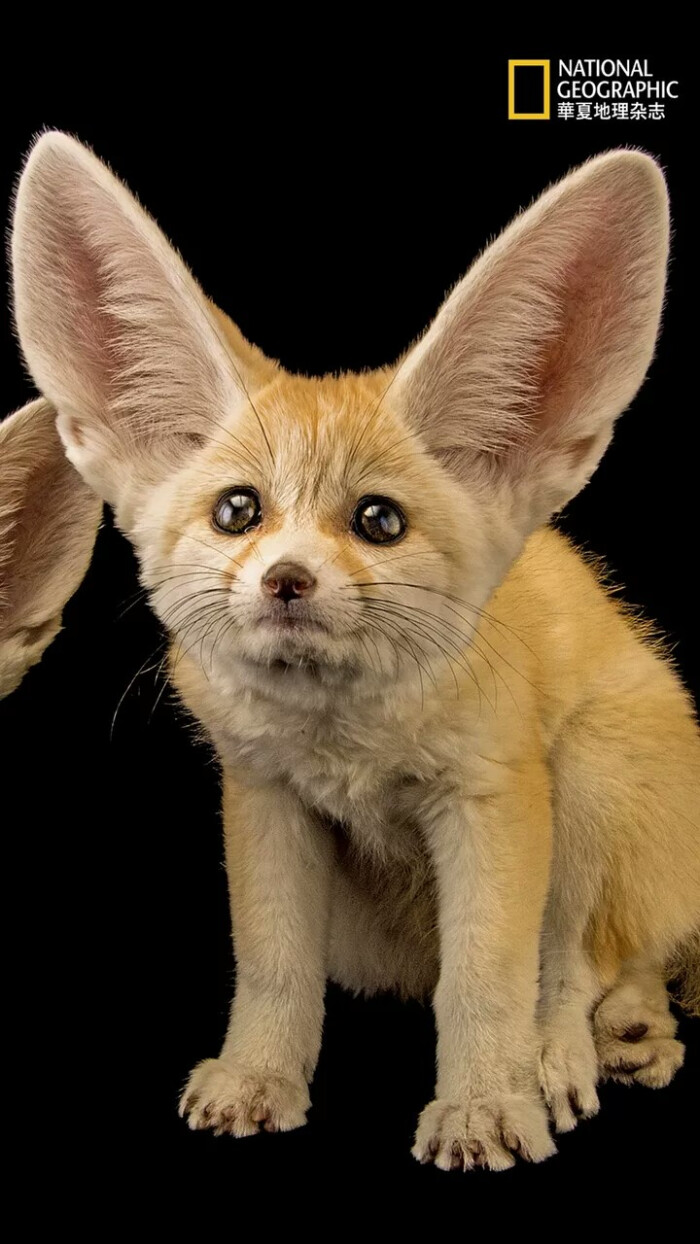 耳廓狐