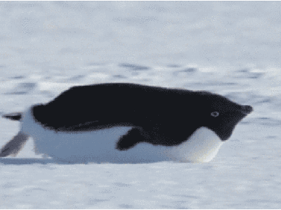 小企鹅冲击动态表情包图片