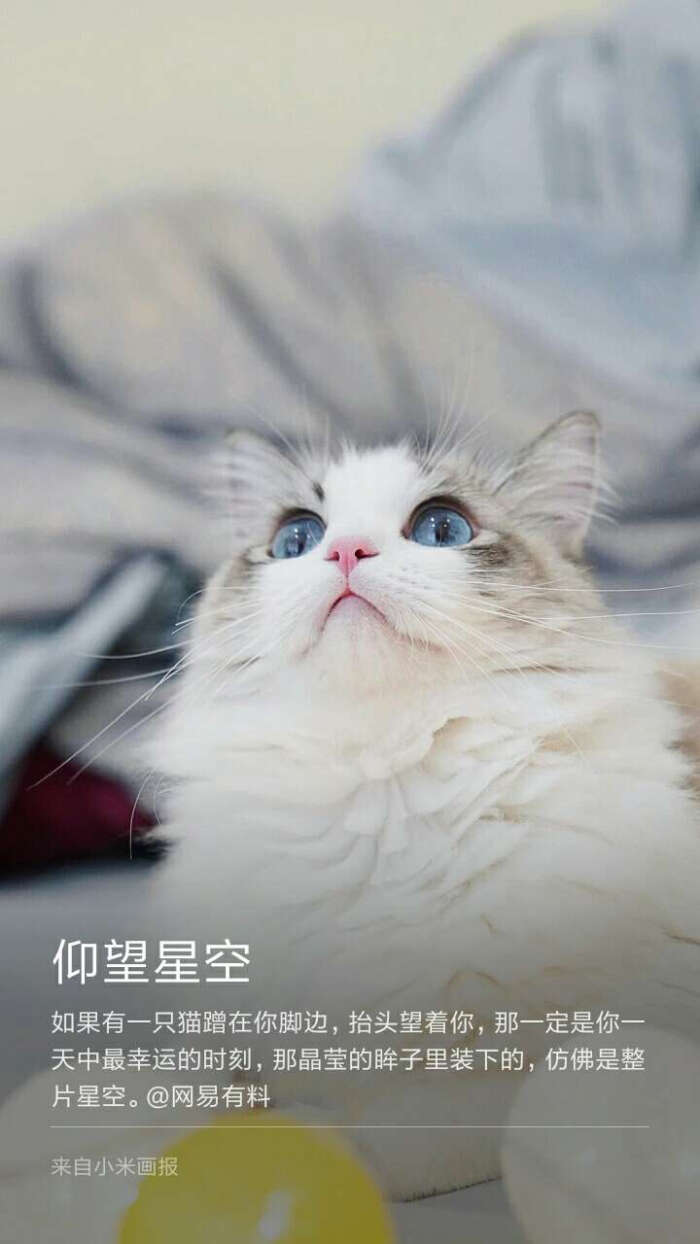 仰望星空如果有一只猫蹭在你脚边,抬头望着你,那一定是你一天中最幸运