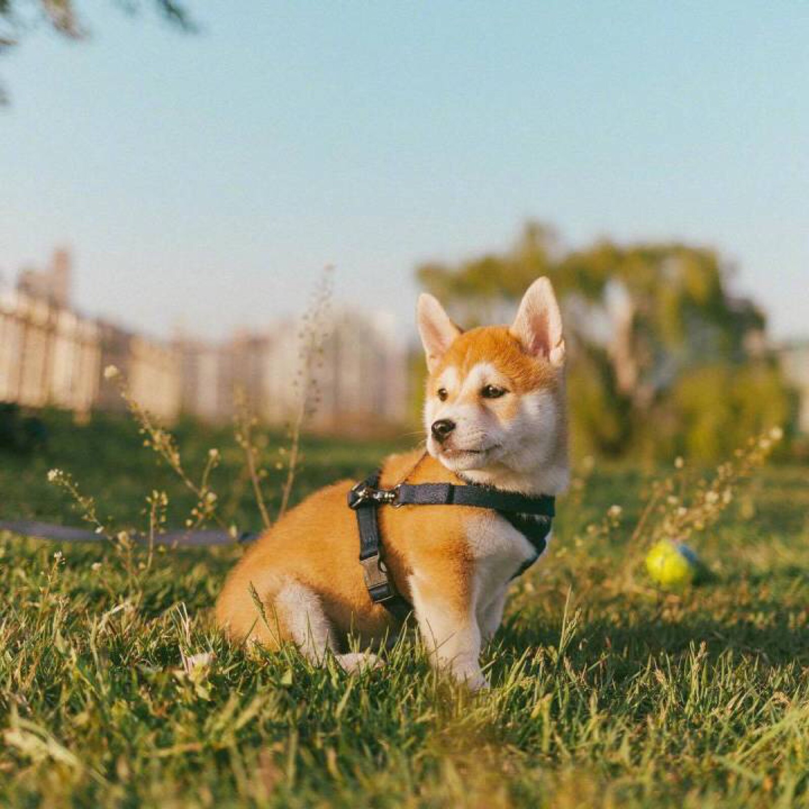 柴犬