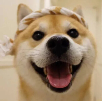 柴动漫头像