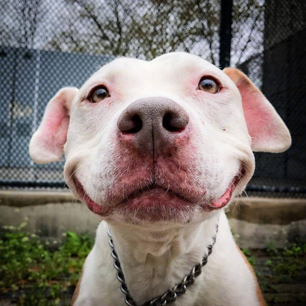 爱笑的狗狗brinksinssmilingbrinks67