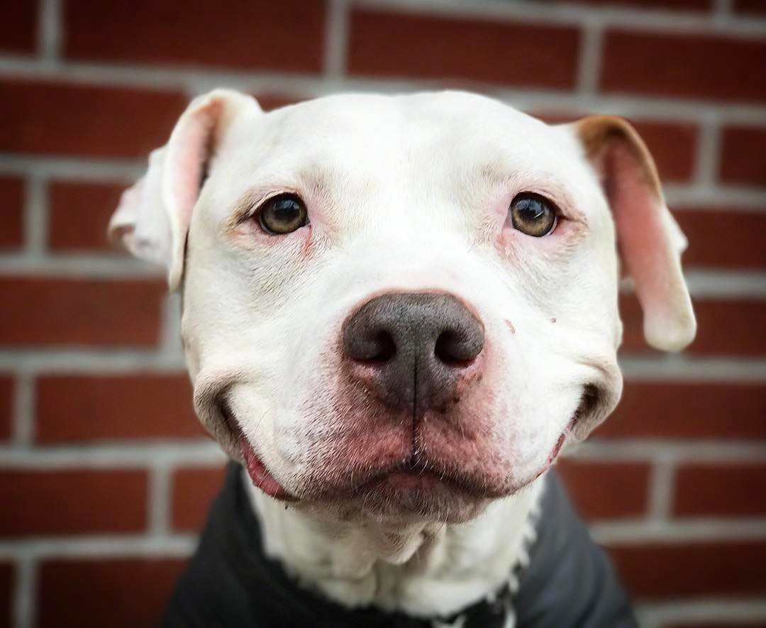 爱笑的狗狗brinks ins: smilingbrinks