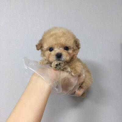 小奶狗的头像