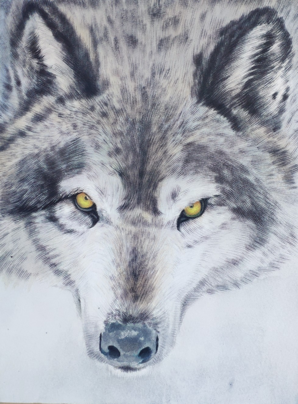 插画,狼 - 堆糖,美图壁纸兴趣社区