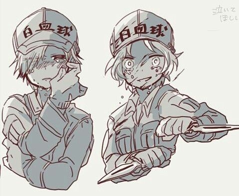工作细胞白细胞