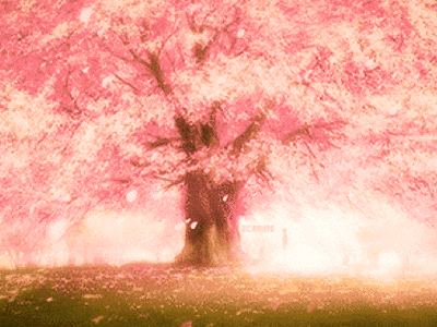 唯美二次元图片樱花树图片