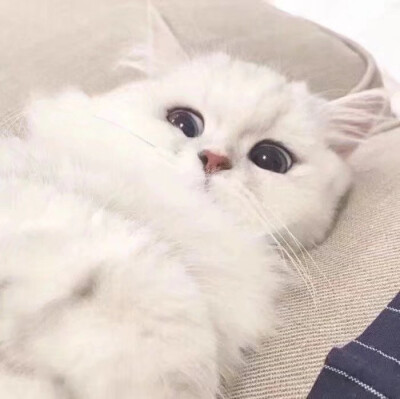 男头猫可爱