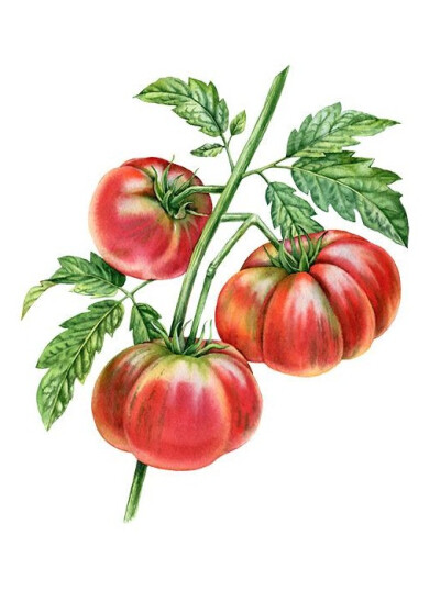 植物 果实 水彩画 插画师kateryna savchenko作品