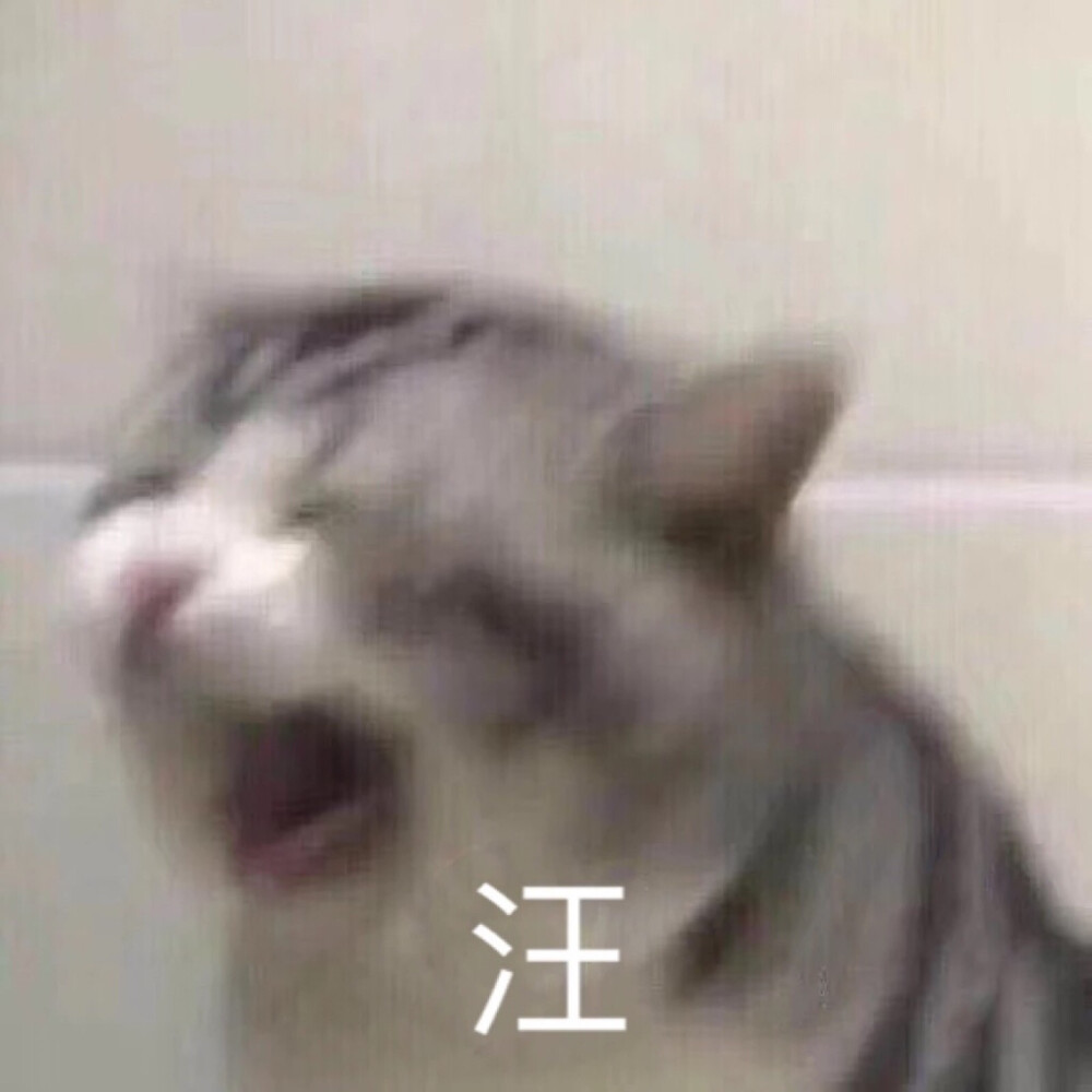 喵:汪害羞喵喵头 van样的兔眼神流泪柴犬我找一下图片说不出话郑重