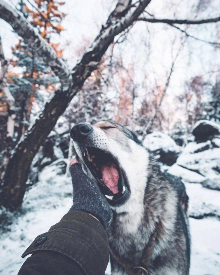捷克 狼犬