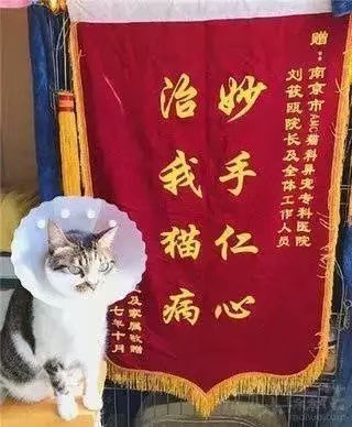 救我狗命治我猫病锦旗图片