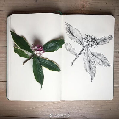 漂亮的植物速写~【插画师:courtney roth】