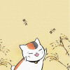 猫咪老师 娘口三三 大肥猫