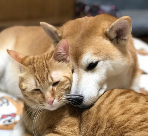 柴犬和橘猫的日常