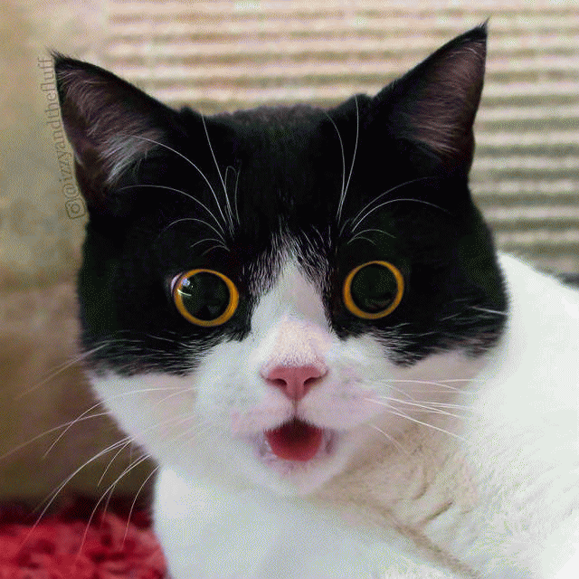 黑脸猫表情包图片