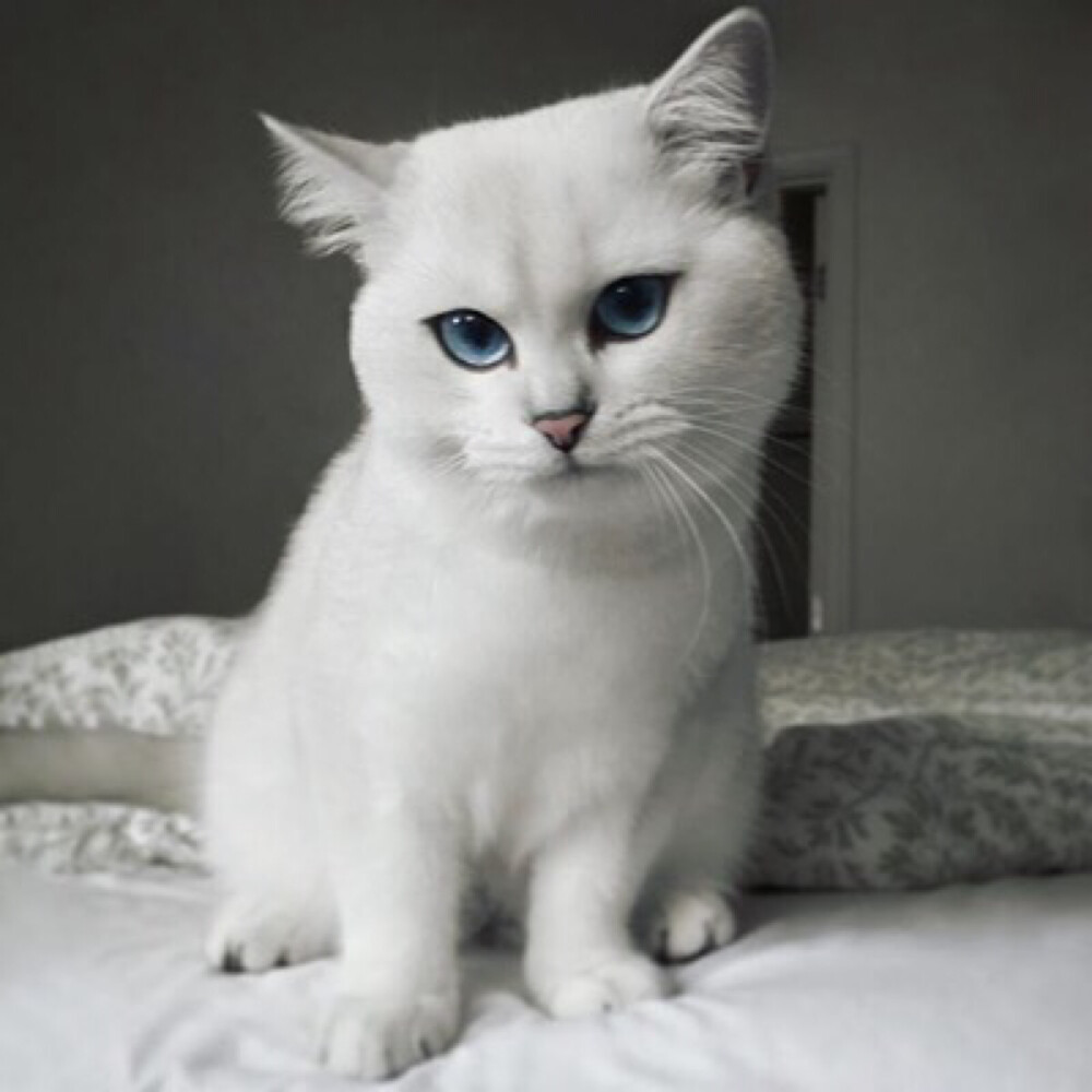 英国短毛猫 coby